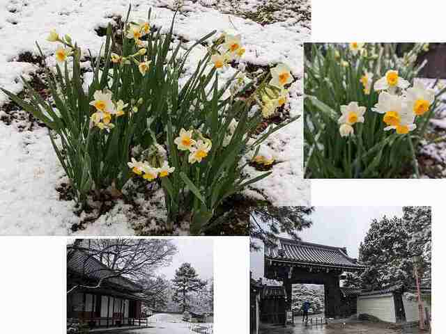 スイセン―雪.jpg
