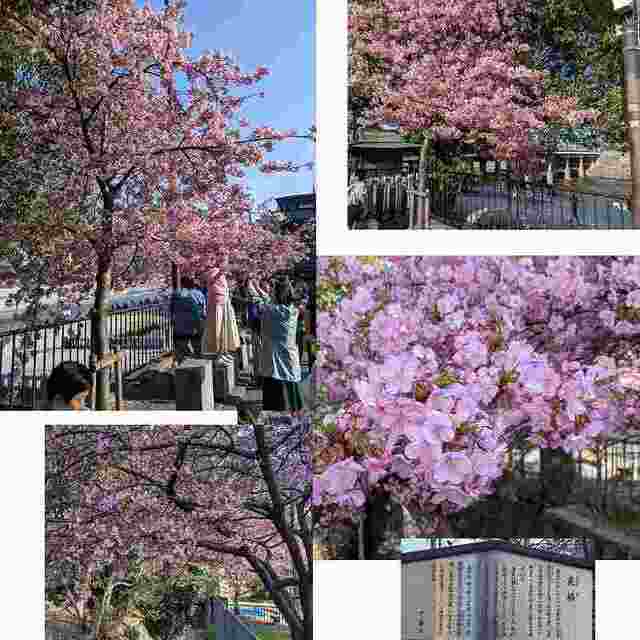 河津桜.jpg
